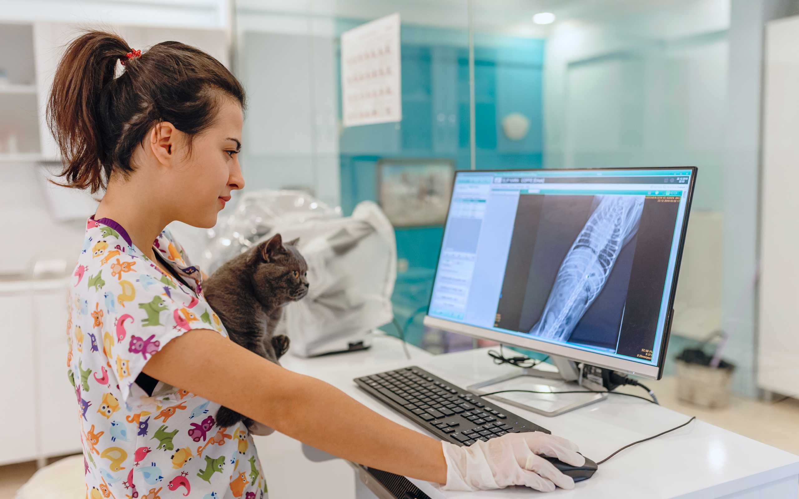 Dyrlæge holder kat og kigger på skærm med patientjournal
